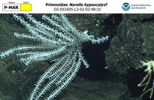 Narella hypsocalyx?