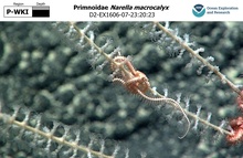 Narella macrocalyx