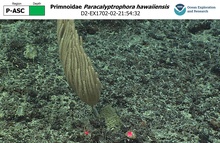 Paracalyptrophora hawaiiensis