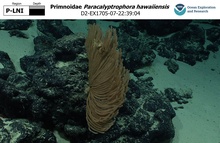 Paracalyptrophora hawaiiensis