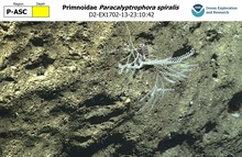 Paracalyptrophora spiralis