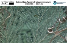Plumarella circumoperculum