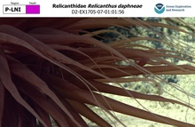 Relicanthus daphneae
