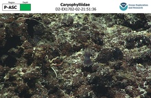 Caryophylliidae