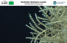 Madrepora oculata