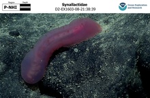 Synallactidae