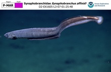 Synaphobranchus affinis?