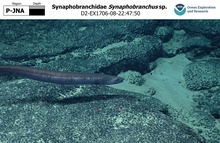 Synaphobranchus sp.
