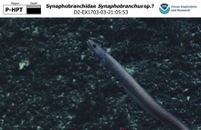 Synaphobranchus sp.?