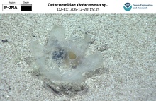 Octacnemus sp.