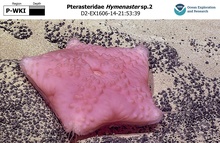 Hymenaster sp.2