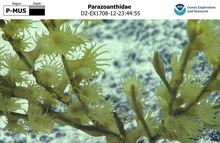 Parazoanthidae